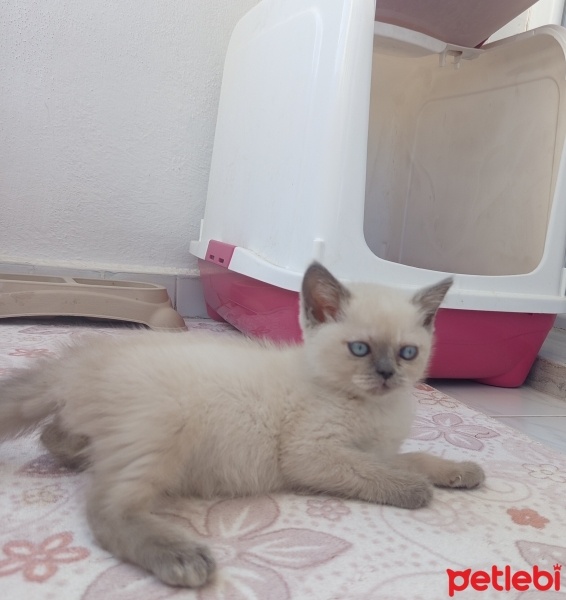 Birman, Kedi  Şirin fotoğrafı
