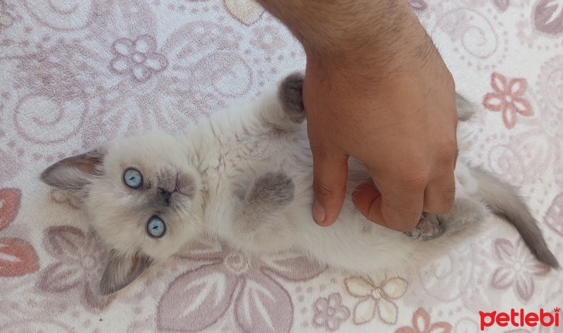Birman, Kedi  Şirin fotoğrafı