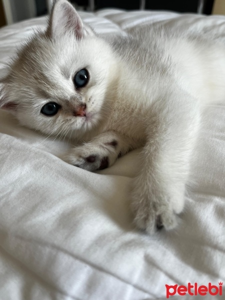 British Shorthair, Kedi  pars fotoğrafı