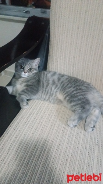 British Shorthair, Kedi  Mia fotoğrafı