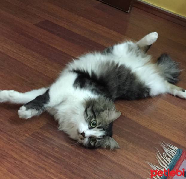 Sibirya Kedisi, Kedi  Zeytin  fotoğrafı