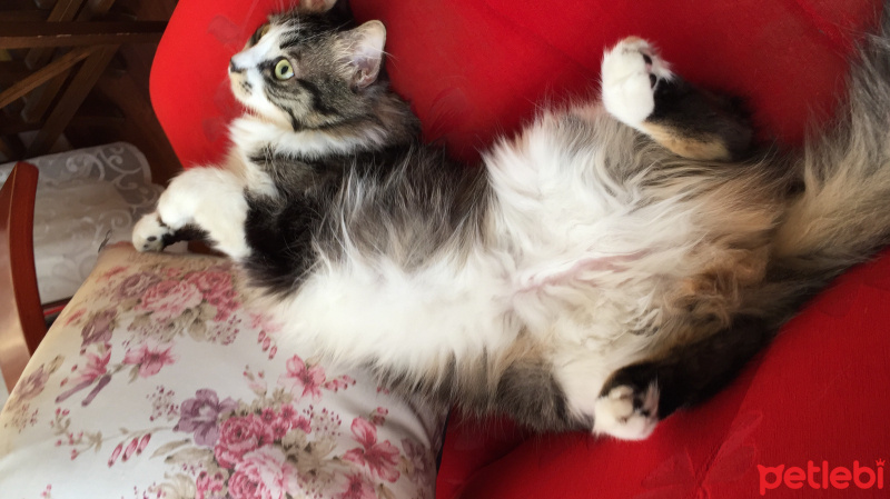 Sibirya Kedisi, Kedi  Zeytin  fotoğrafı