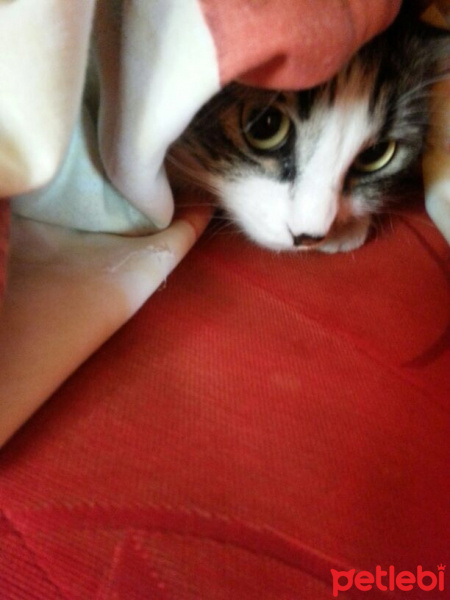Sibirya Kedisi, Kedi  Zeytin  fotoğrafı