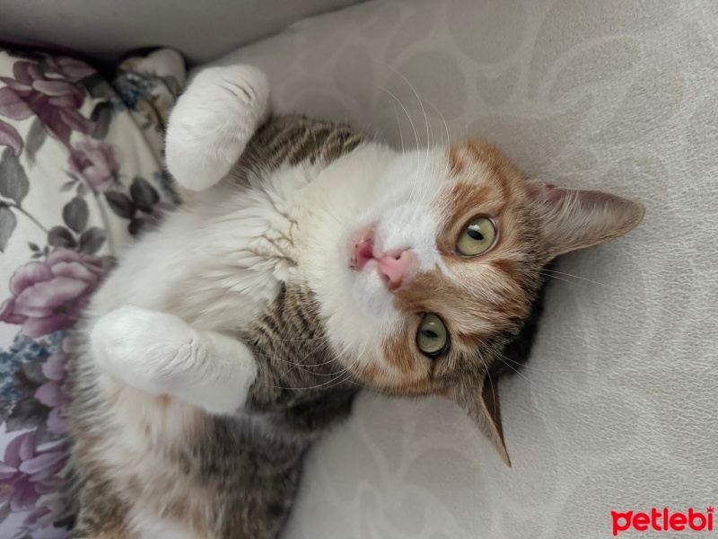 Tekir Kedi, Kedi  Pakizesu fotoğrafı