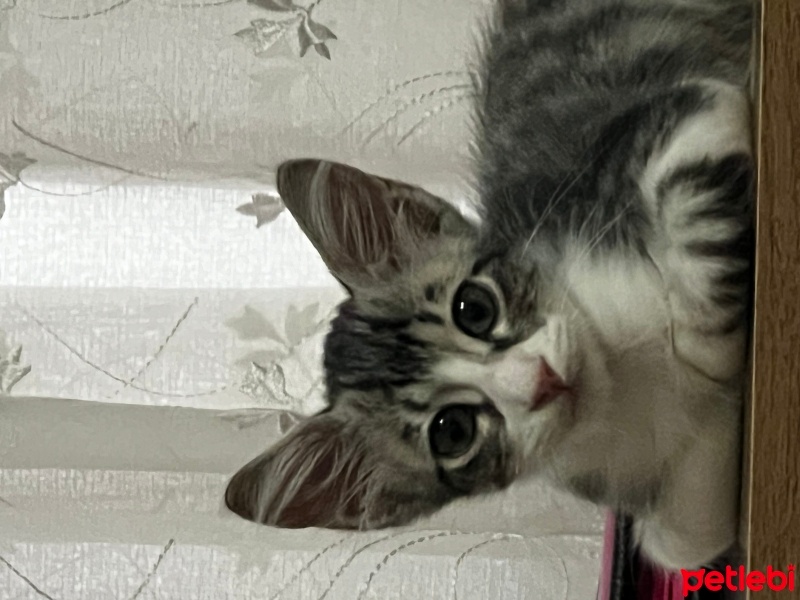 Tekir Kedi, Kedi  Nando fotoğrafı