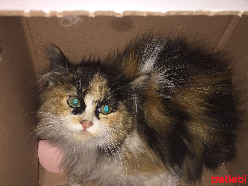 Soke, Kedi  - fotoğrafı
