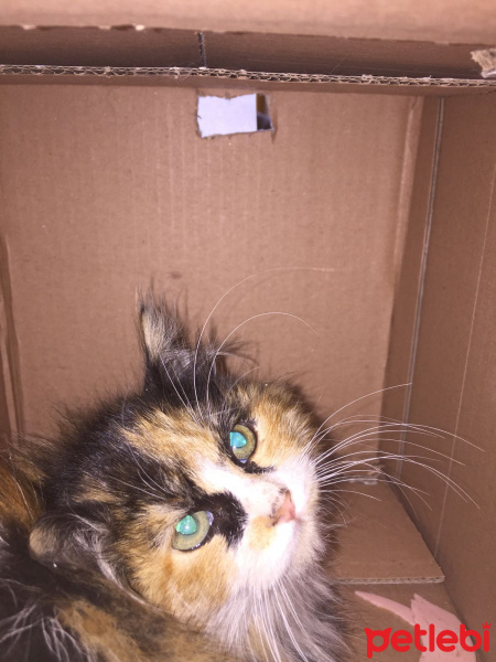 Soke, Kedi  - fotoğrafı