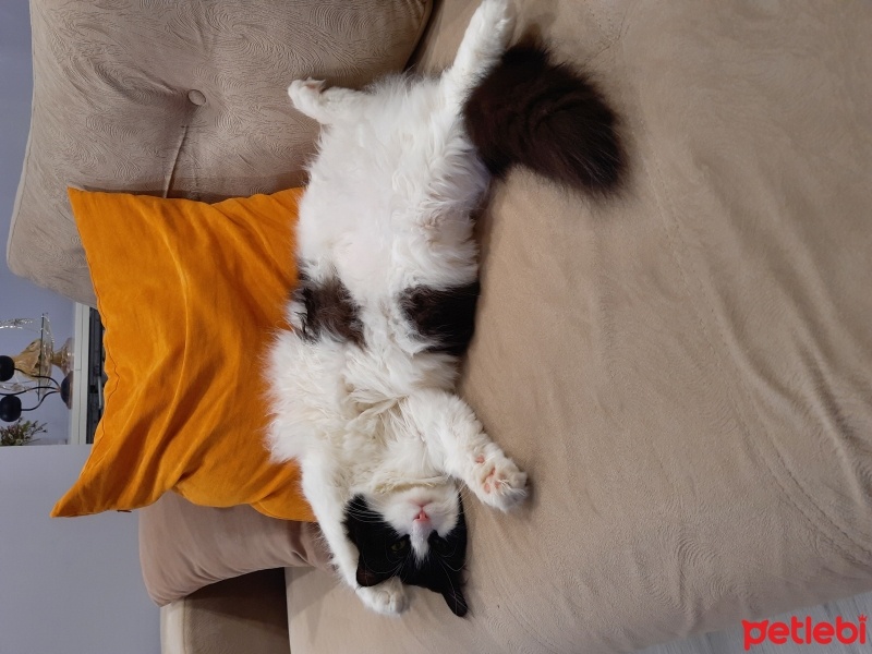 Tuxedo (Smokin) Kedi, Kedi  Puki fotoğrafı