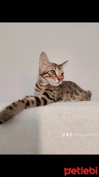 British Longhair, Kedi  Pamuk ve Leydi fotoğrafı