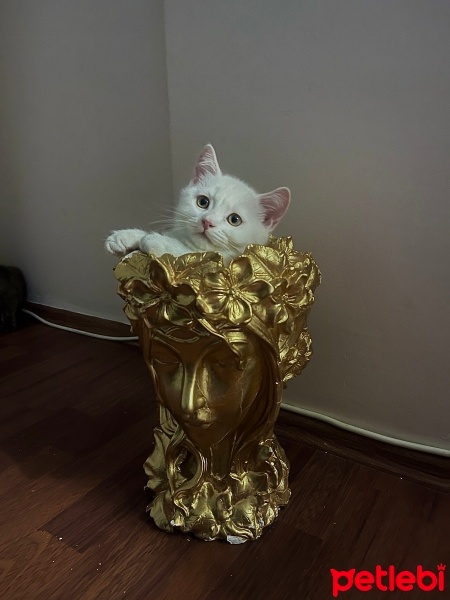 British Shorthair, Kedi  Prens fotoğrafı
