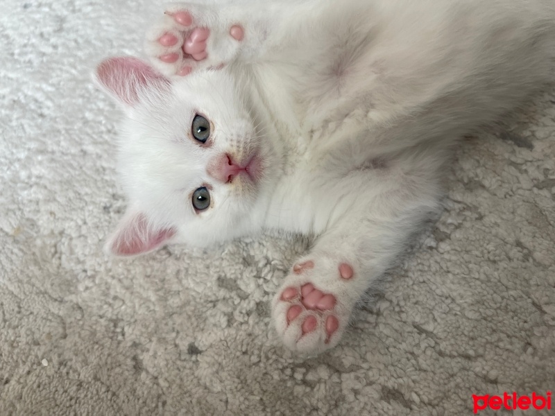 British Shorthair, Kedi  Prens fotoğrafı