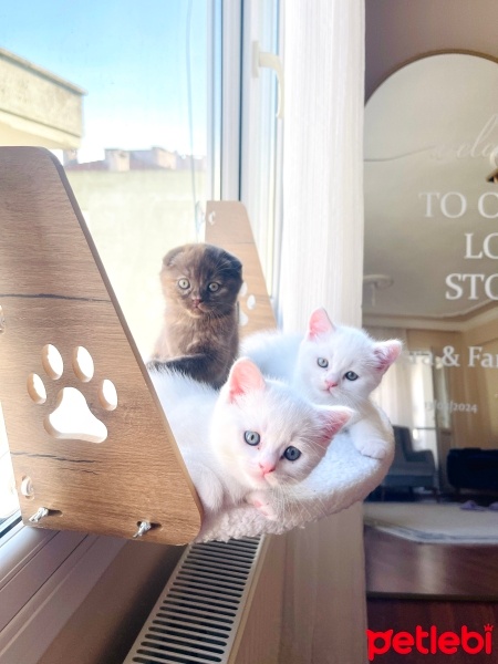British Shorthair, Kedi  Prens fotoğrafı