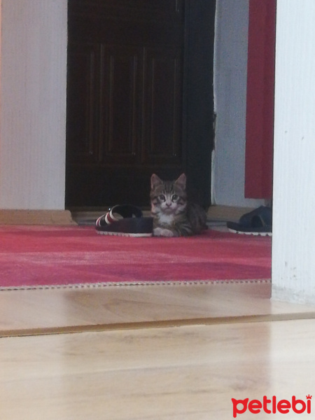 Tekir Kedi, Kedi  Minnoş fotoğrafı