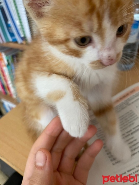 Sarman, Kedi  Tarçın fotoğrafı
