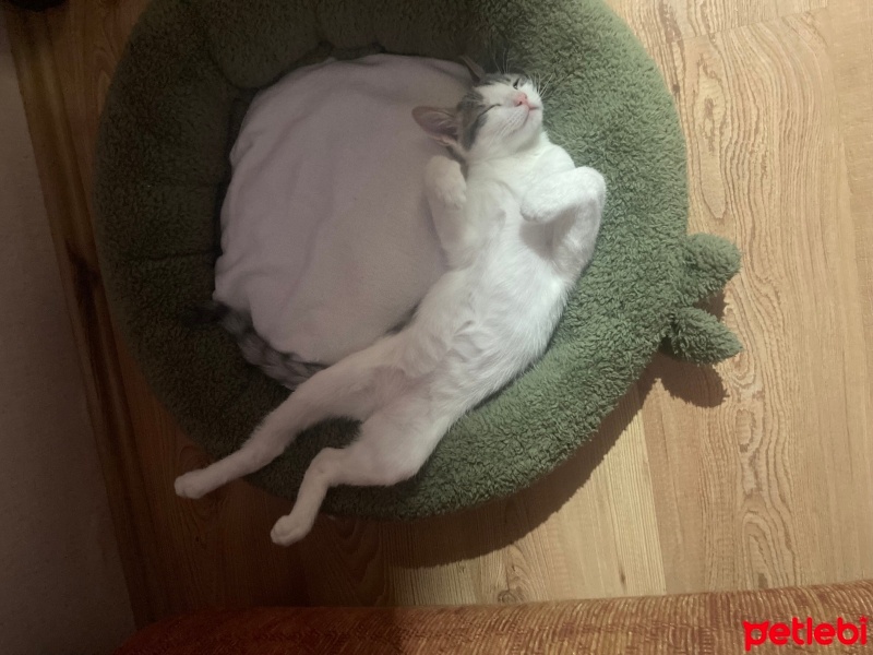 Tekir Kedi, Kedi  Balım fotoğrafı
