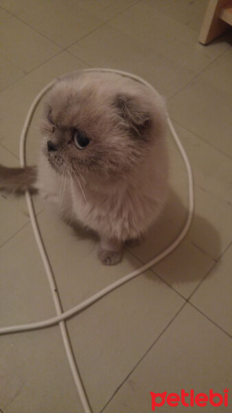 British Shorthair, Kedi  Mia fotoğrafı