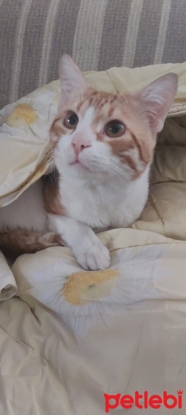 Sarman, Kedi  Caper fotoğrafı
