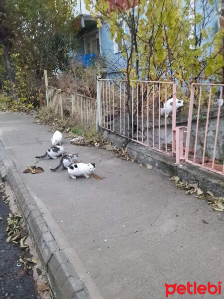 Soke, Kedi  Çirkin fotoğrafı