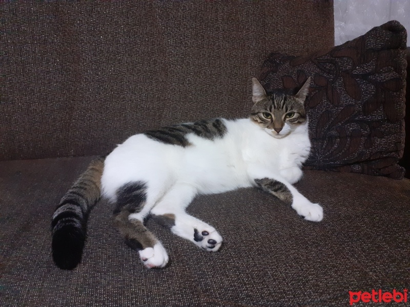 Tekir Kedi, Kedi  İsmi yok fotoğrafı