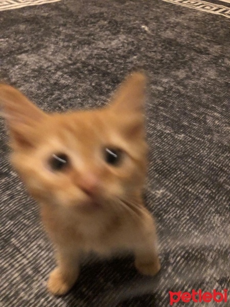 Maine Coon, Kedi  bitter fotoğrafı