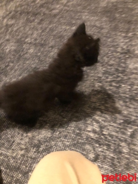 Maine Coon, Kedi  bitter fotoğrafı