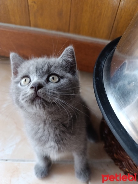 British Shorthair, Kedi  Mia fotoğrafı