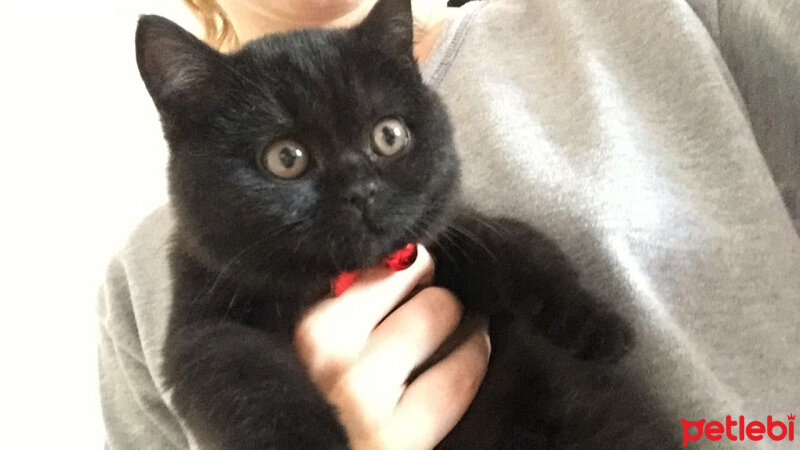 Scottish Fold, Kedi  GG fotoğrafı