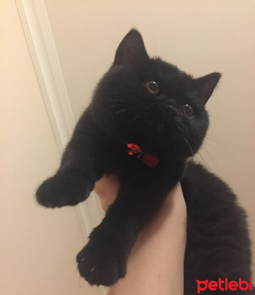 Scottish Fold, Kedi  GG fotoğrafı