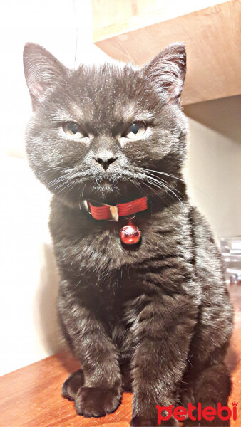 Scottish Fold, Kedi  GG fotoğrafı