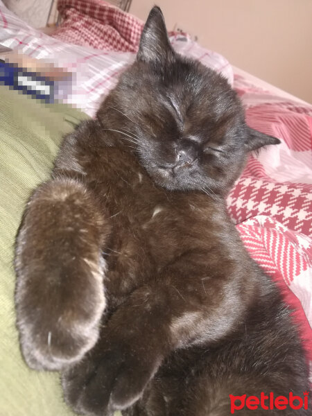 Scottish Fold, Kedi  GG fotoğrafı