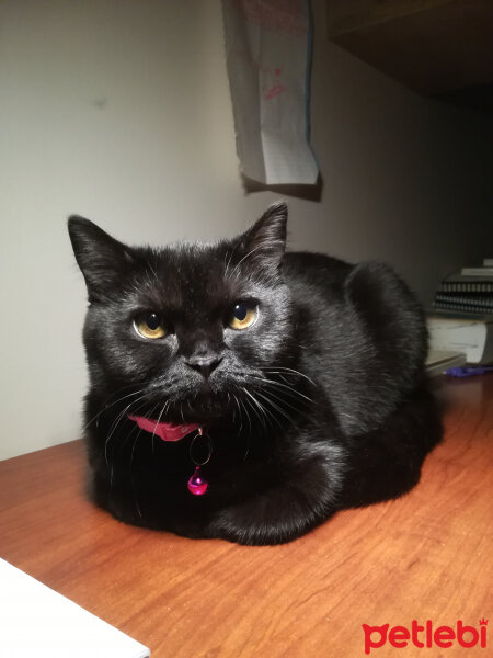 Scottish Fold, Kedi  GG fotoğrafı