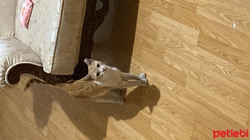 Sarman, Kedi  Börek fotoğrafı
