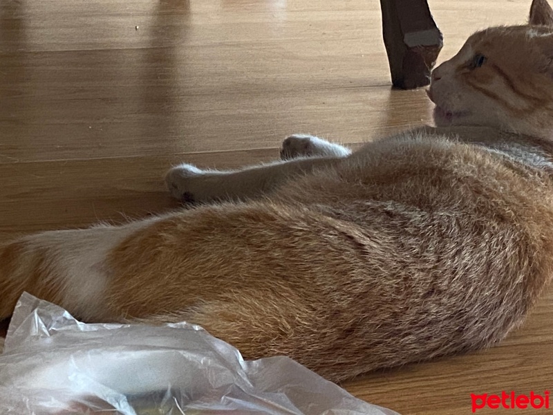 Sarman, Kedi  Börek fotoğrafı