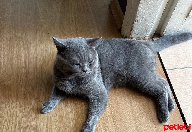 British Shorthair, Kedi  Mia fotoğrafı