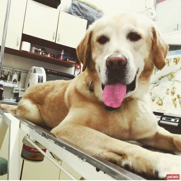 Labrador Retriever, Köpek  Marley fotoğrafı