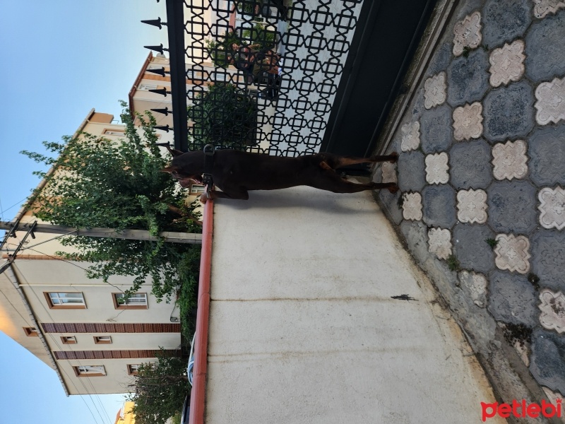 Doberman Pinscher, Köpek  Oscar fotoğrafı