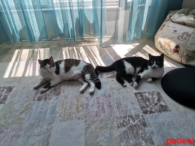 Tekir Kedi, Kedi  Tavşan fotoğrafı