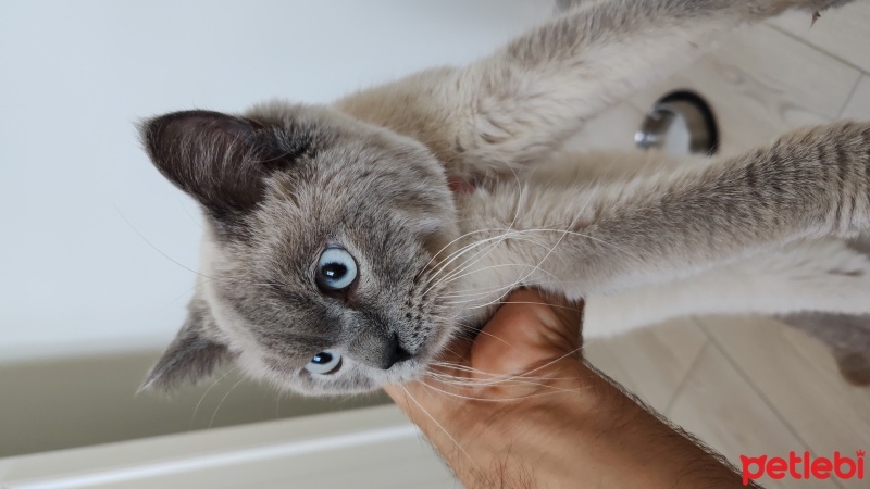 Brazilian Shorthair, Kedi  Casper fotoğrafı