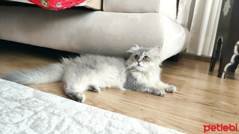 Chinchilla, Kedi  Mia fotoğrafı