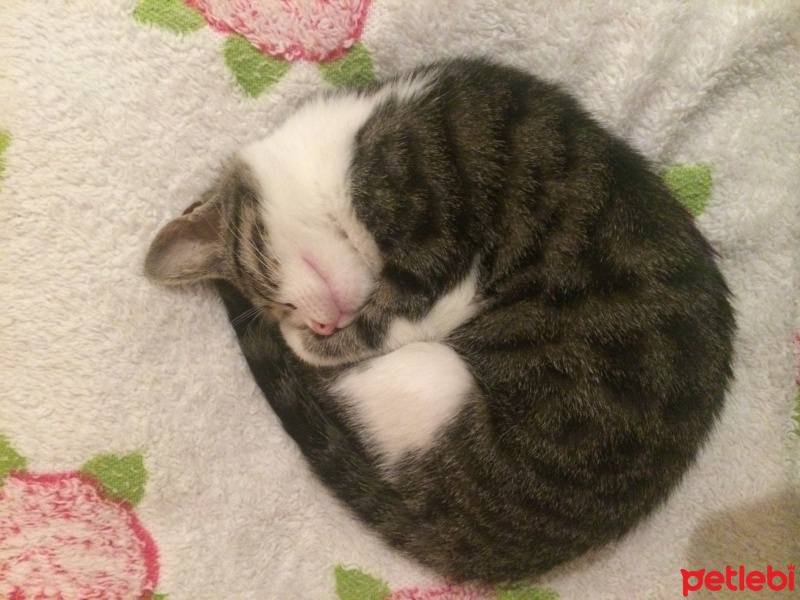 Tekir Kedi, Kedi  Mocha  fotoğrafı