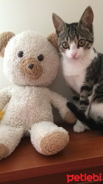 Tekir Kedi, Kedi  Mocha  fotoğrafı