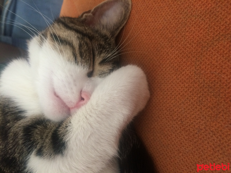 Tekir Kedi, Kedi  Mocha  fotoğrafı
