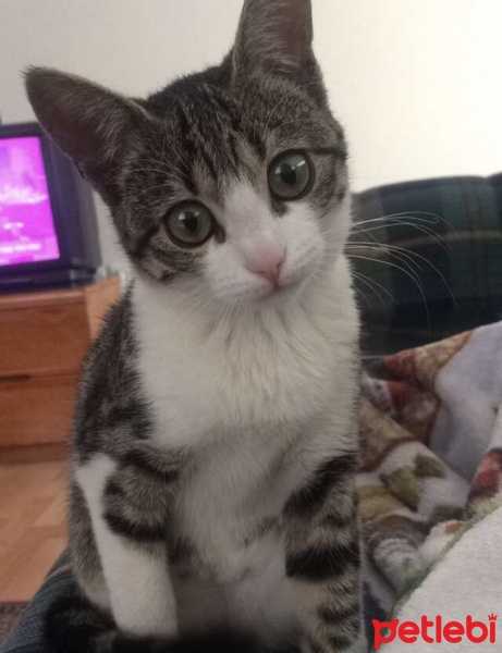 Tekir Kedi, Kedi  Mocha  fotoğrafı