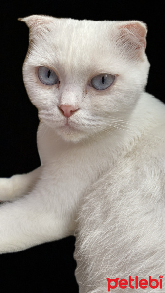 Scottish Fold, Kedi  Pamuk fotoğrafı