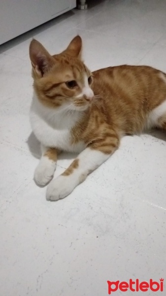 Tekir Kedi, Kedi  badem fotoğrafı