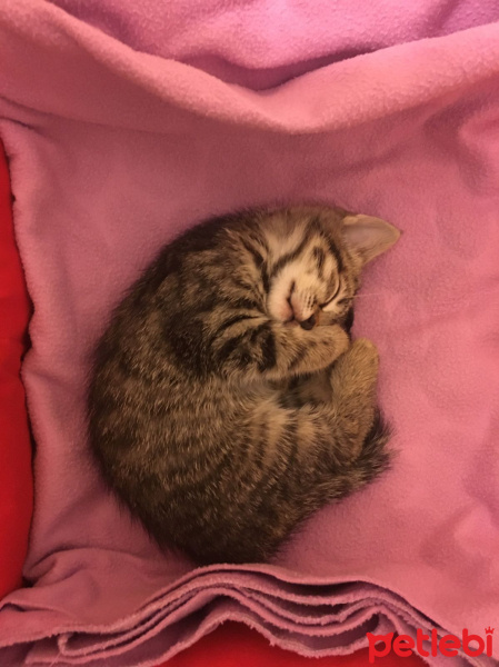 Tekir Kedi, Kedi  arya fotoğrafı