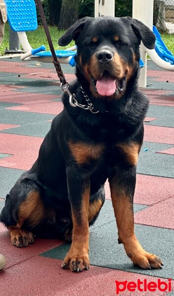 Rottweiler, Köpek  Baron fotoğrafı