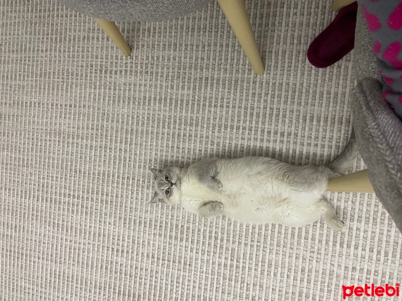 British Shorthair, Kedi  Pamuk fotoğrafı