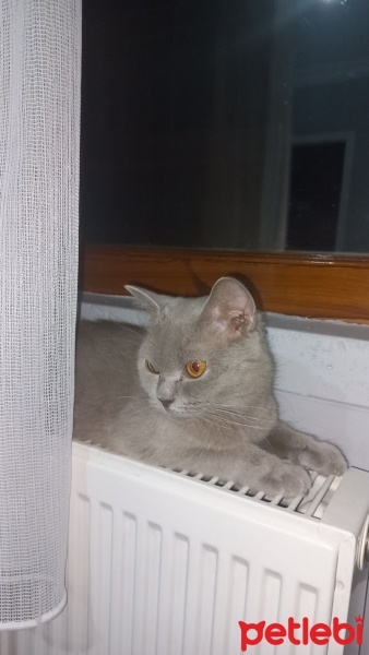 British Shorthair, Kedi  Sis fotoğrafı
