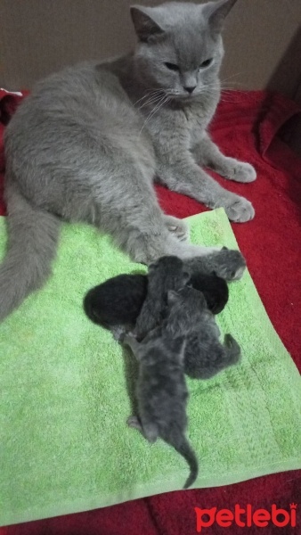 British Shorthair, Kedi  Sis fotoğrafı